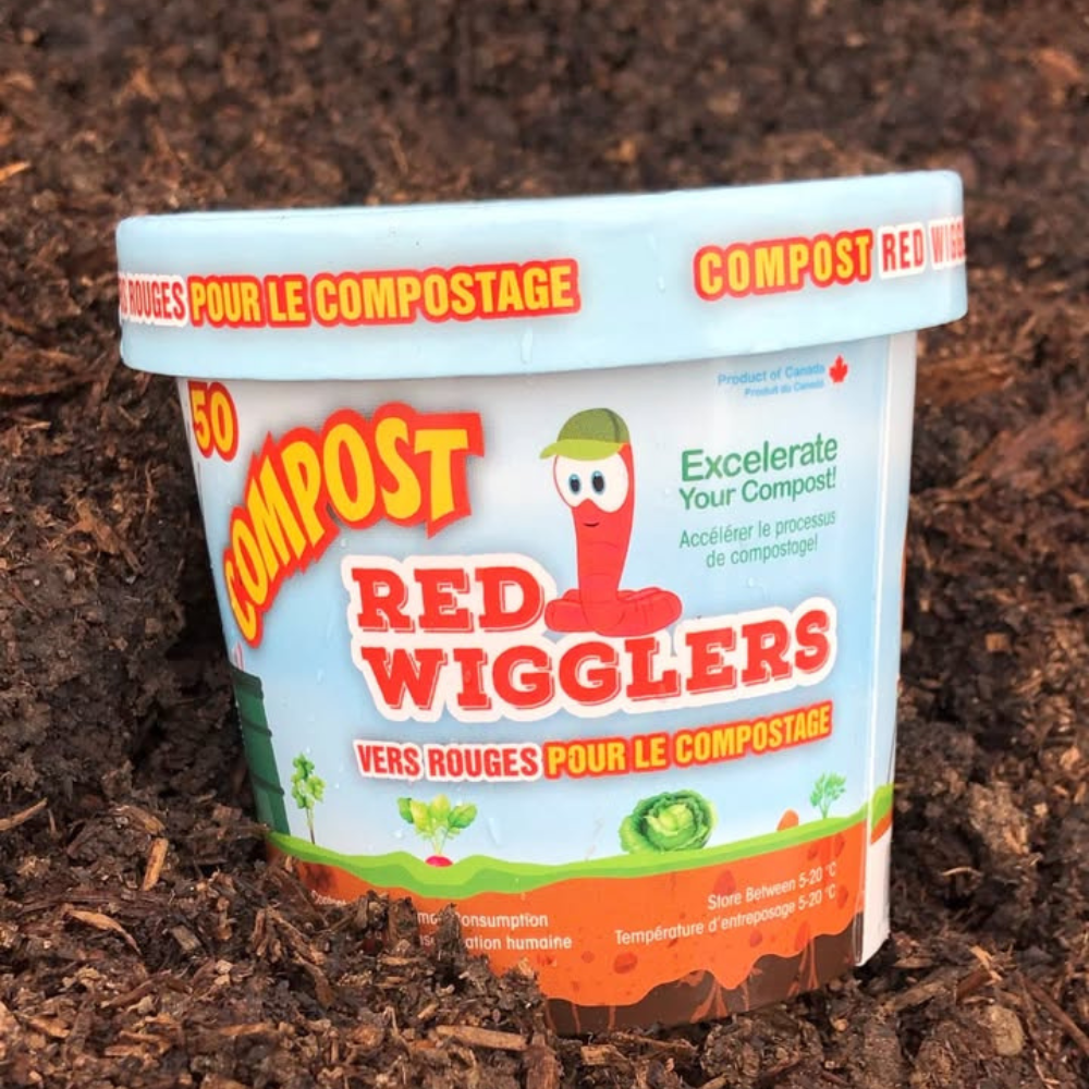 Red Wiggler Compost Worms - Cup of 50 Worms