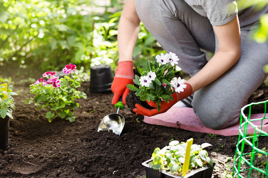 Productivity and Positivity - How Gardening Helps Mental Health