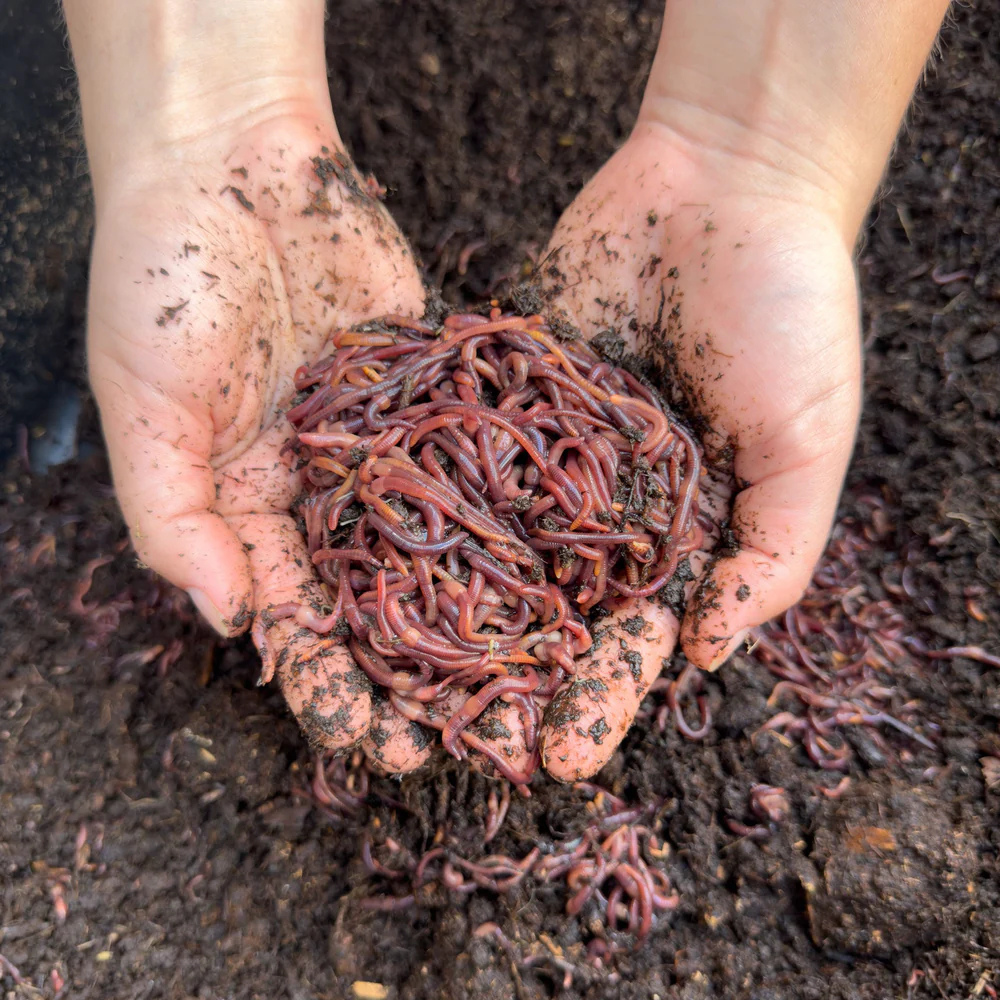 4,000 BULK Red Wiggler Compost Worms